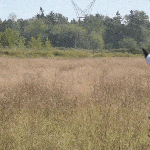 A person in a cow costume runs across a grassy field.