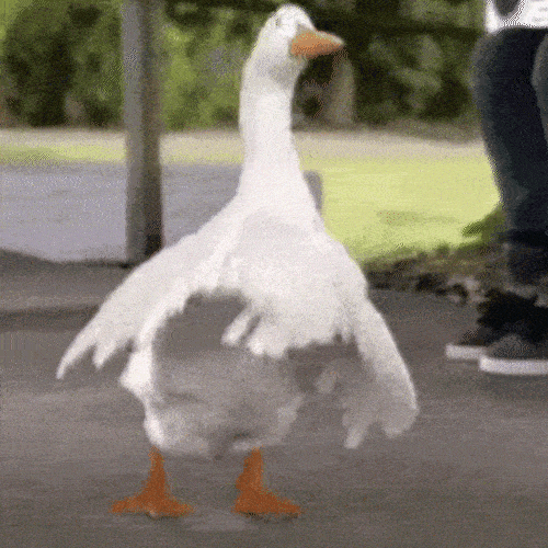 White goose flapping its wings while walking