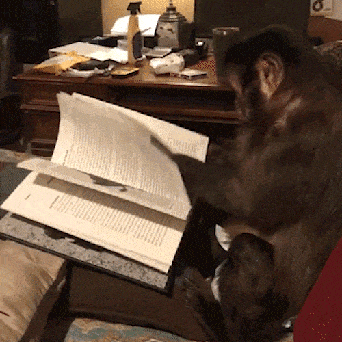 A monkey flips through the pages of a book on a desk.