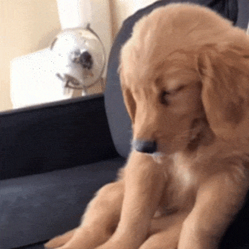 A golden retriever puppy sits with its eyes half-closed and head drooping 