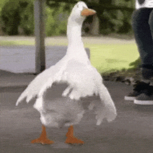Goose doing a silly dance