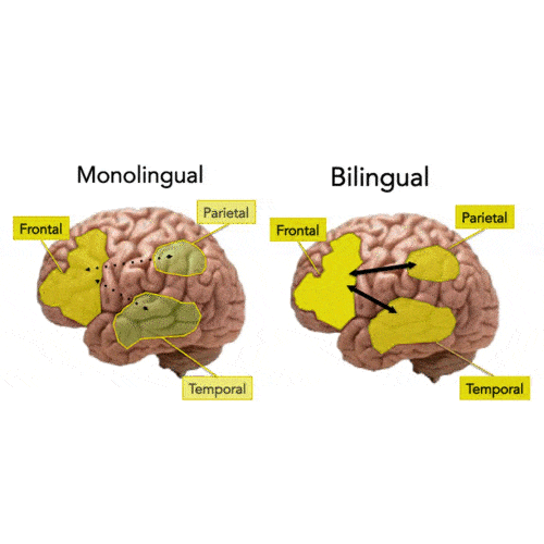 Image showing bilingual brain 