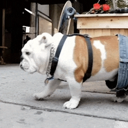 Dog wearing pants that are slipping off