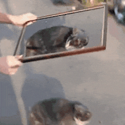 A cat walks through an empty frame held on the pavement, as if stepping out of a picture.