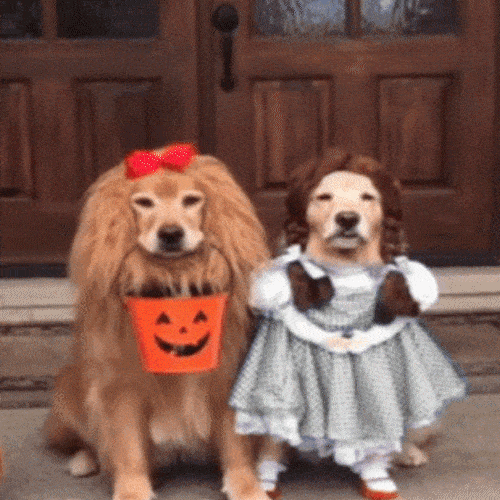 Two dogs dressed in matching costumes, one as a lion and one in a dress with curly hair, sit by a front door